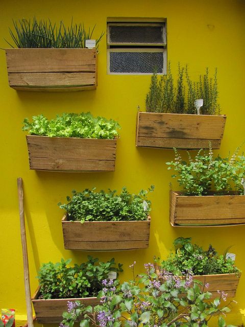 Horta vertical disposta em parede colorida.