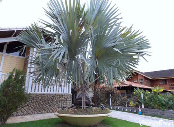 Jardim decorado com palmeira azul.