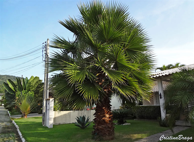 Tipos de Palmeira Washingtonia na decoração.
