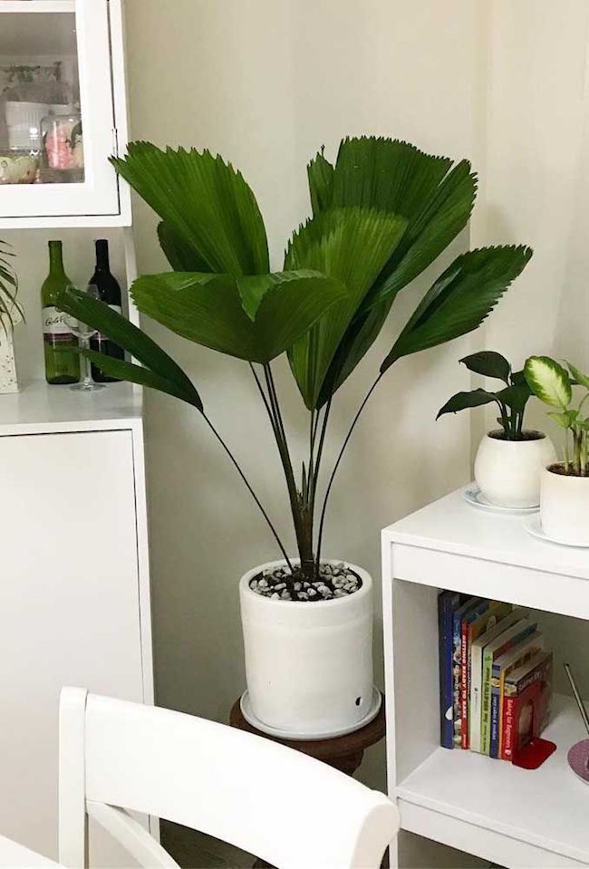 Plantas para Apartamento: palmeira leque.