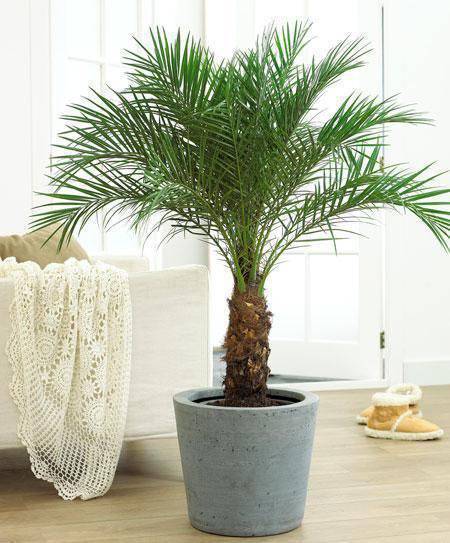 Plantas para Apartamento: palmeira fênix.