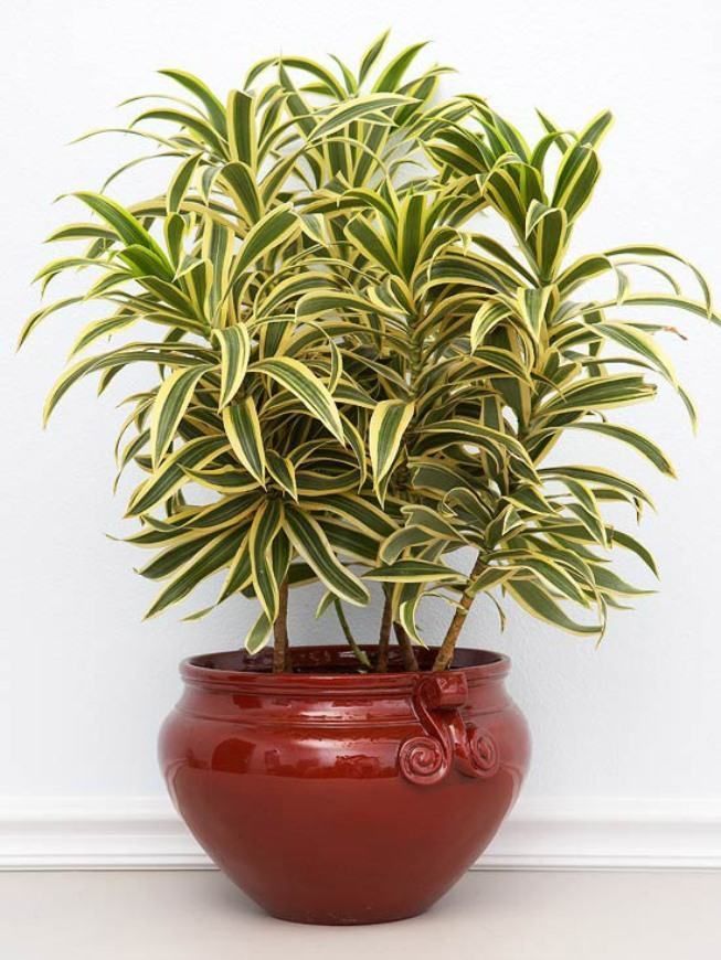 Plantas para Apartamento: pleomele no vaso vermelho.