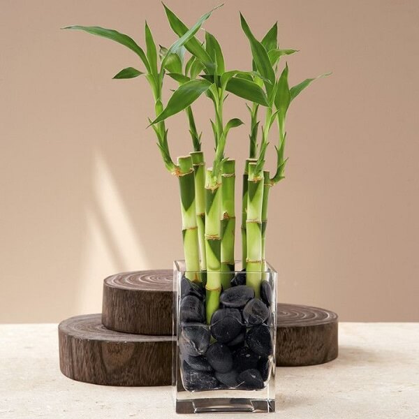 Plantas para apartamento: bambu-da-sorte.