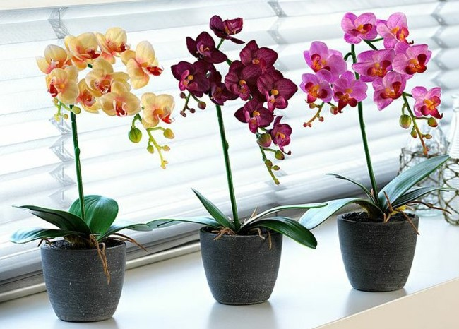 Vasos com diferentes tipos de orquídea.