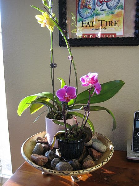 Vaso decorado com orquídeas.