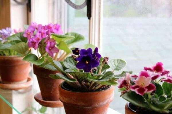 Plantas para apartamento: violeta.