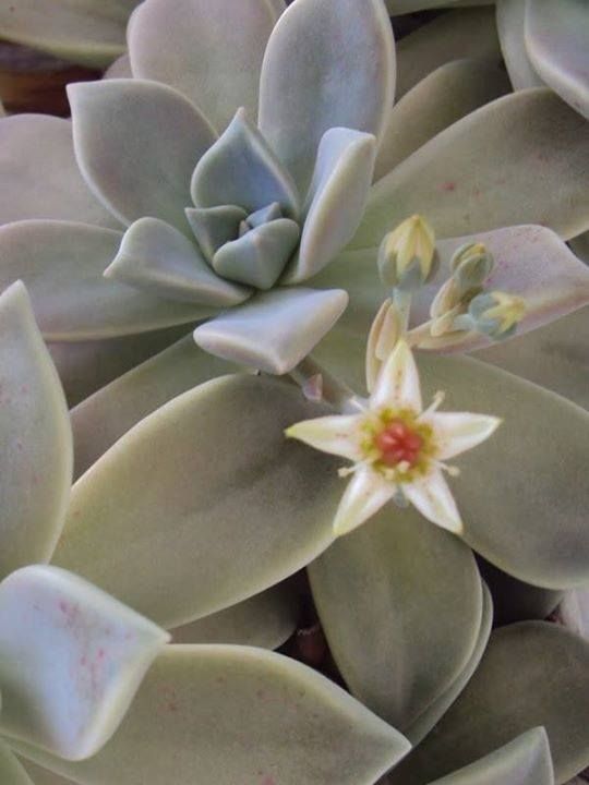 Tipos de suculentas: flor da planta fantasma.