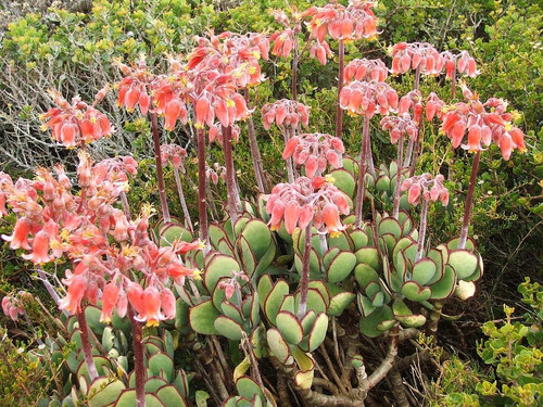 Arbusto de Cotyledon orbiculata com várias flores.