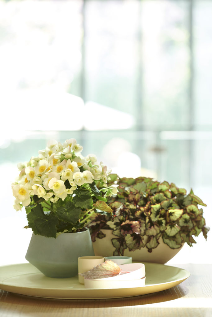 Vasos modernos com plantas no centro de mesa.