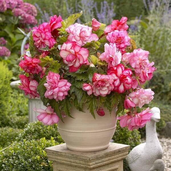 Vaso de planta em jardim luxuoso.