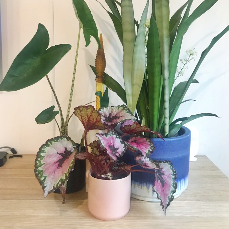 Vasos decorados e coloridos de plantas para a sala.