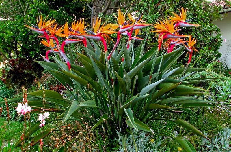 Tipos de flores: arbusto de ave do paraíso.