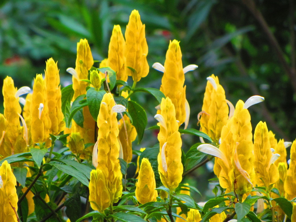 Tipos de flores: camarão amarelo.