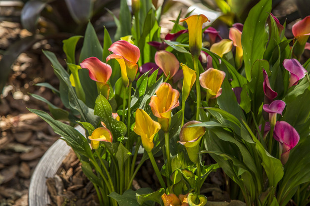 Tipos de flores: vaso com callas coloridas.