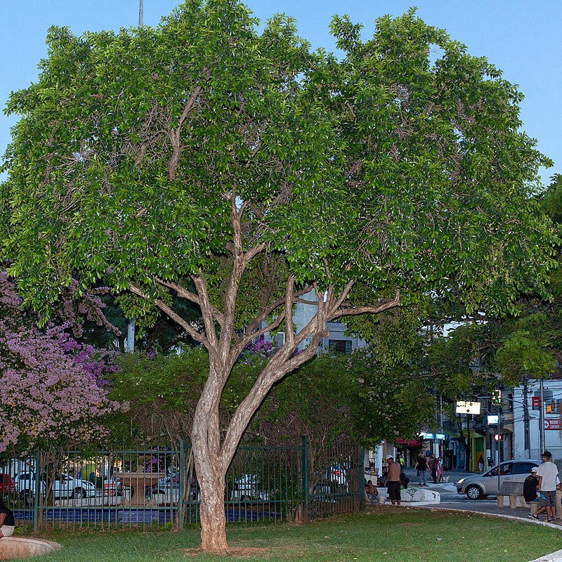 espécie de árvore de grande porte cambuci em praça