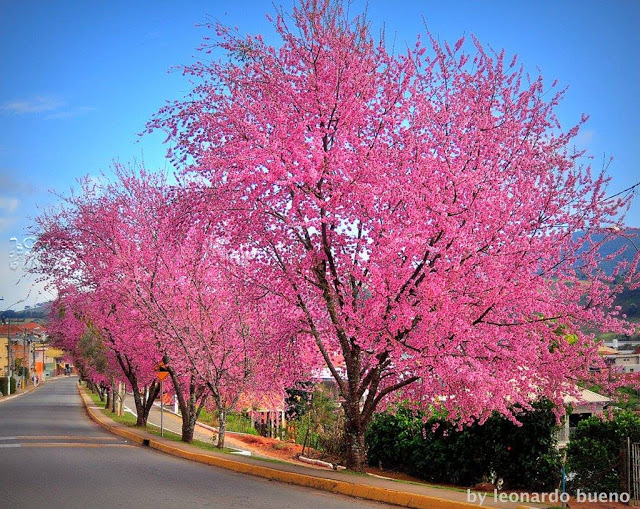 espécies de árvores tipo cerejeiras com flores rosa intenso