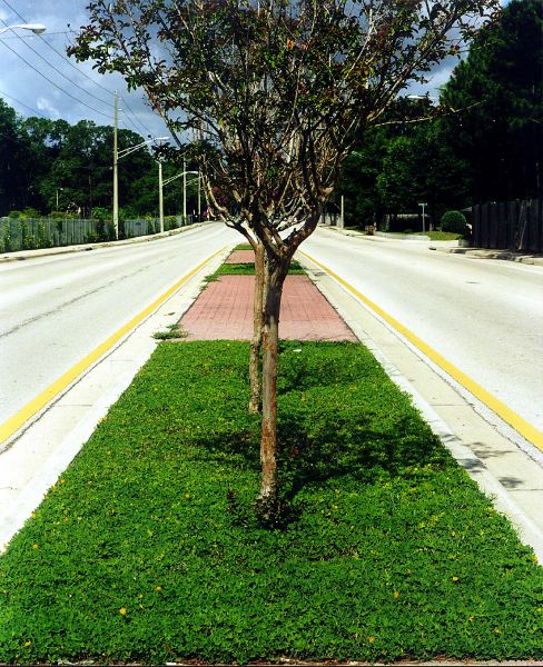tipo de vegetação usada no paisagismo urbano