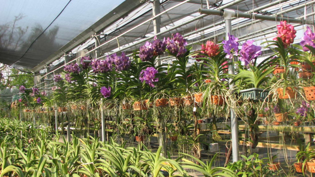 berçário de orquídeas em diferentes cores de plantas
