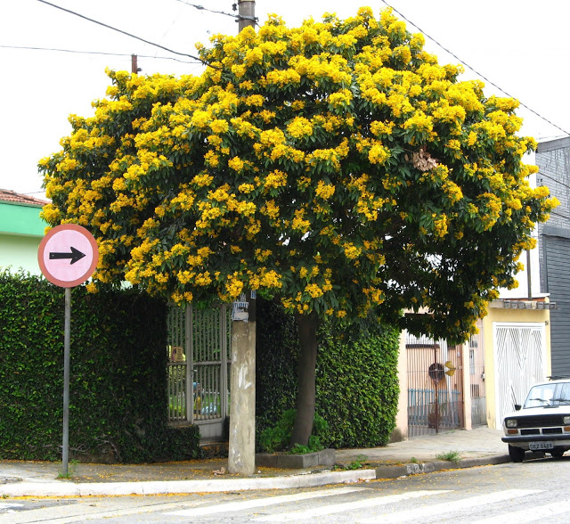 pau fava flores amarela na arborização urbana