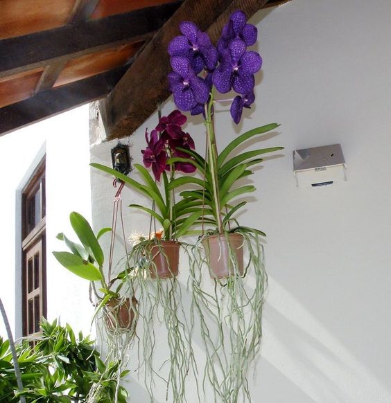 orquídea vanda raiz exposta em vasos suspensos