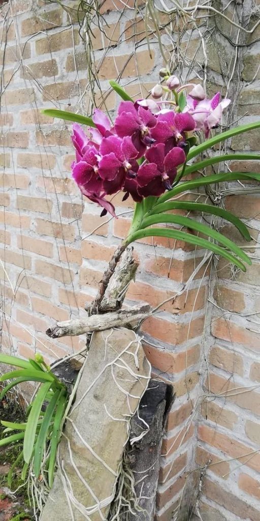 orquídeas em parede de tijolos