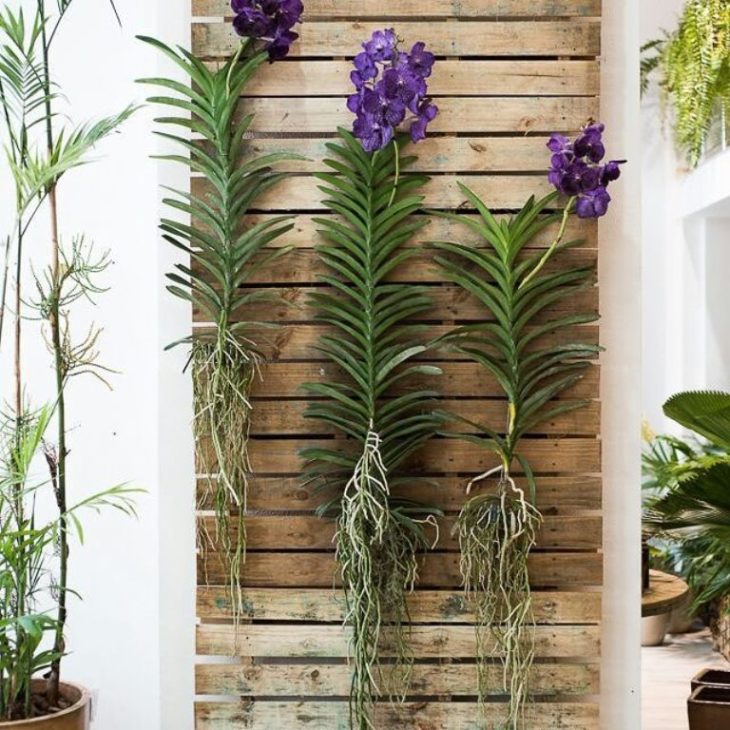 orquídeas vanda nas paredes