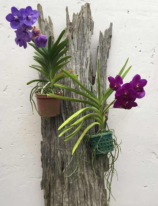 orquídeas vanda em madeira desgastada