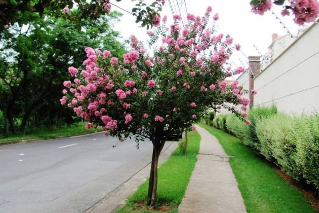 árvore tipo extremosa florida na calçada