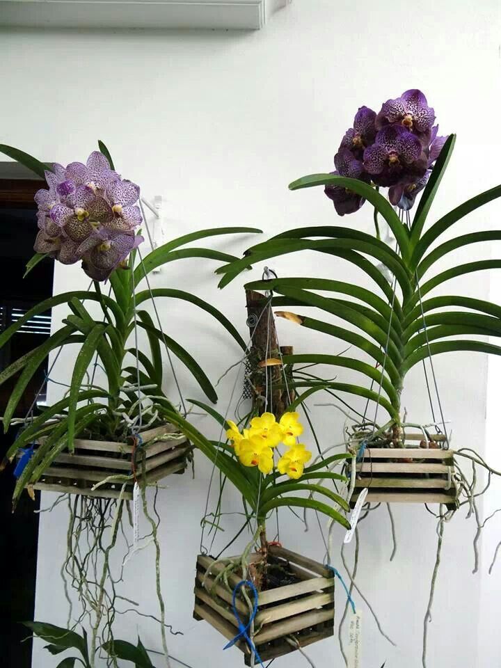 cultivando orquídeas vanda em cachepo