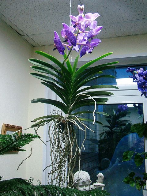 orquídea vanda arranjo suspenso flor roxa