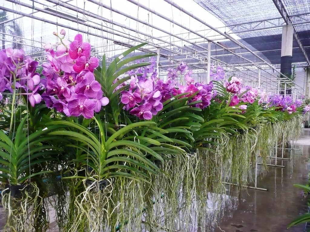 cultivo de orquídea vanda
