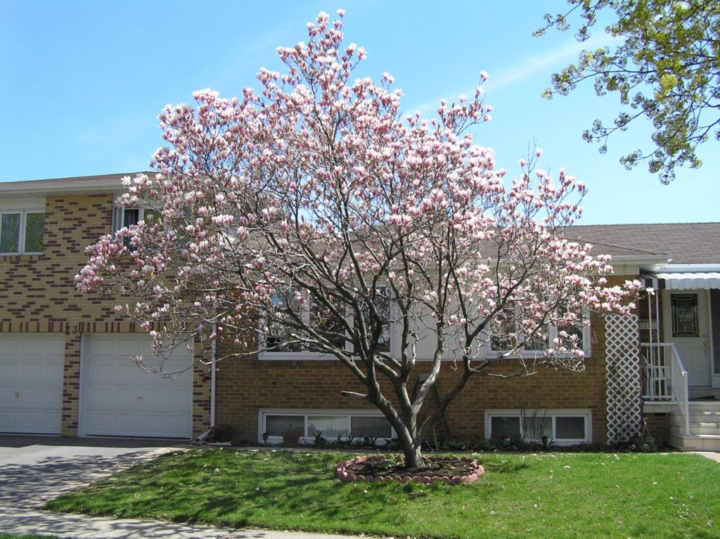 arvore magnolia florida na urbanização