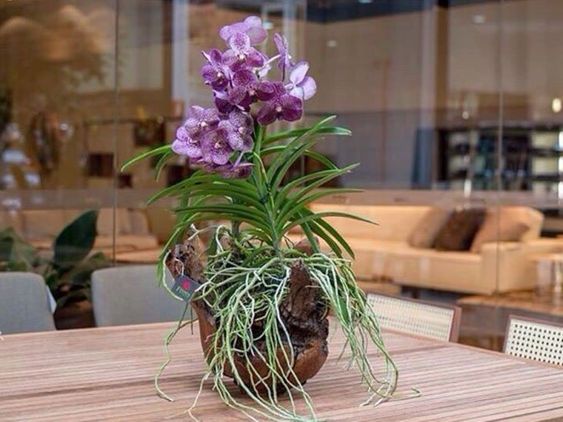 orquídea vanda em vaso redondo