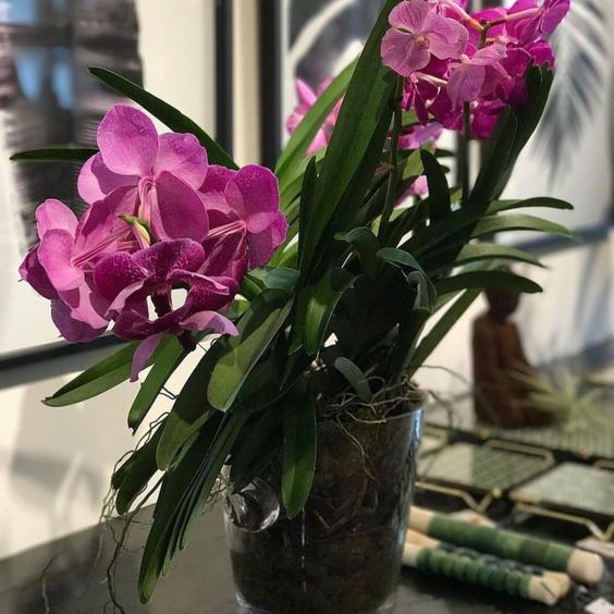 arranjo de orquídea vanda em vaso de vidro