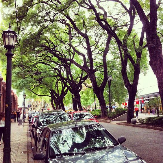 rua com árvores para calçada de grande porte em grande avenida com carros