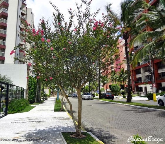 árvore de pequeno porte florida em zona urbana