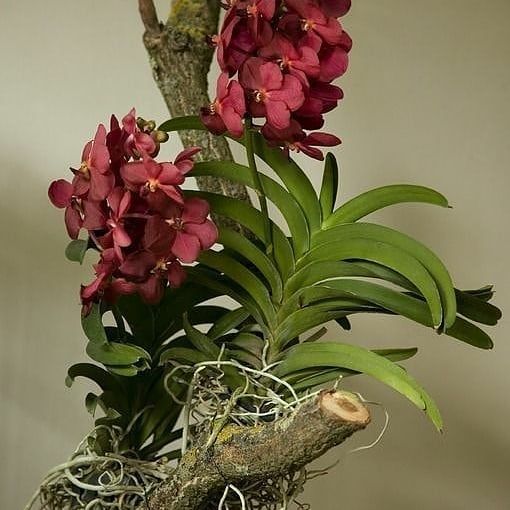 Galhos com orquídeas vanda