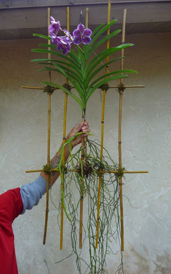 orquídea vanda em armação suspensa de bambu