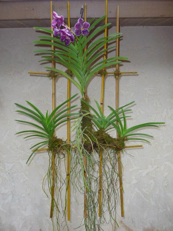arranjo de orquídeas vanda no bambu