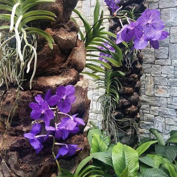 orquídea vanda em tronco de fênix