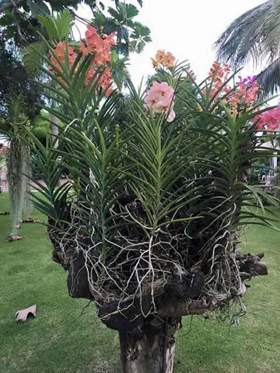 orquídea vanda no quintal