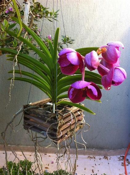arranjo de orquídea vanda no cachepo