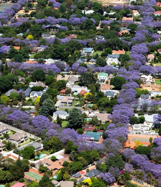 árvores floração roxa em todas as calçadas na urbanização