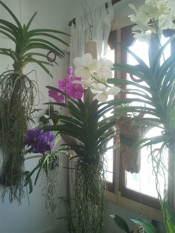 canto da sala com plantas de floração lilás e branca