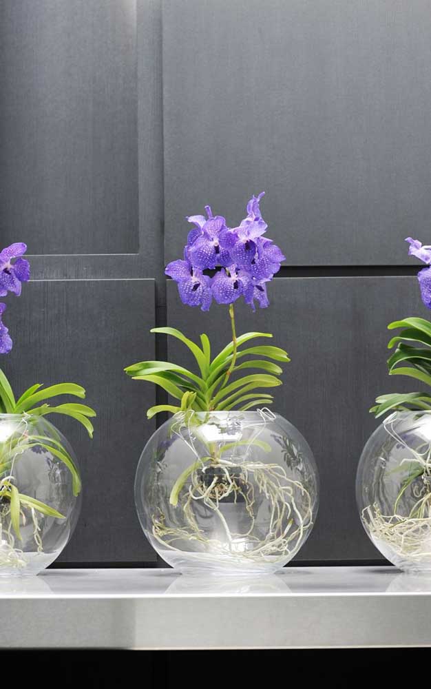orquídea vanda em vaso redondo de cristal