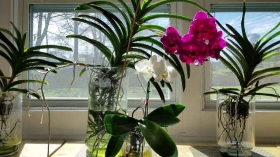 arranjo de orquídeas para balção