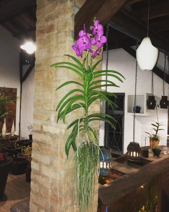 Orquídea Vanda: 60 Imagens de Mudas + Dicas para Plantar e Cultivar