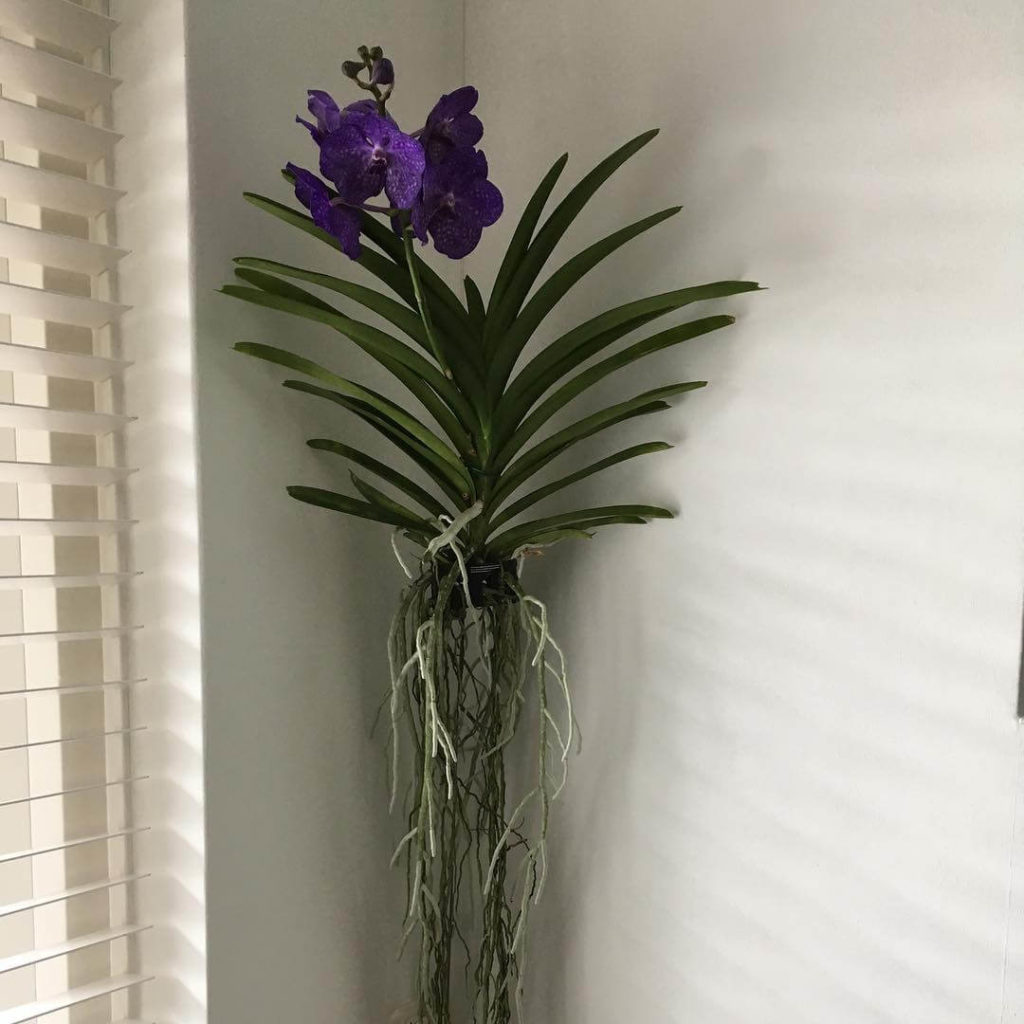 orquídea  suspensa ao lado da janela