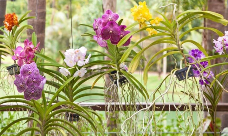 orquídeas vanda coloridas