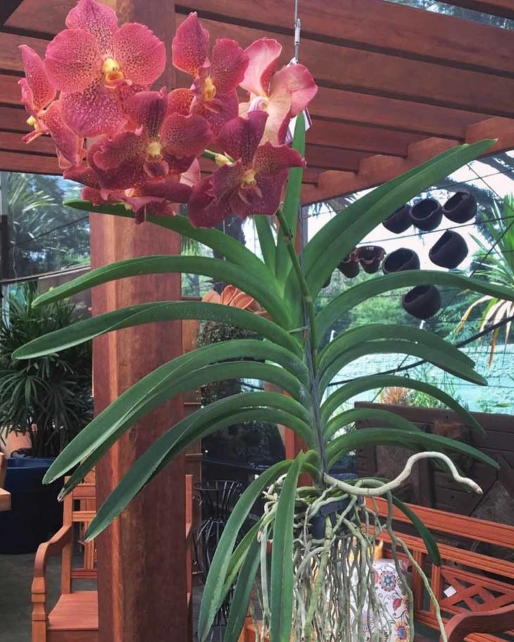 floração da orquídea vanda em casa